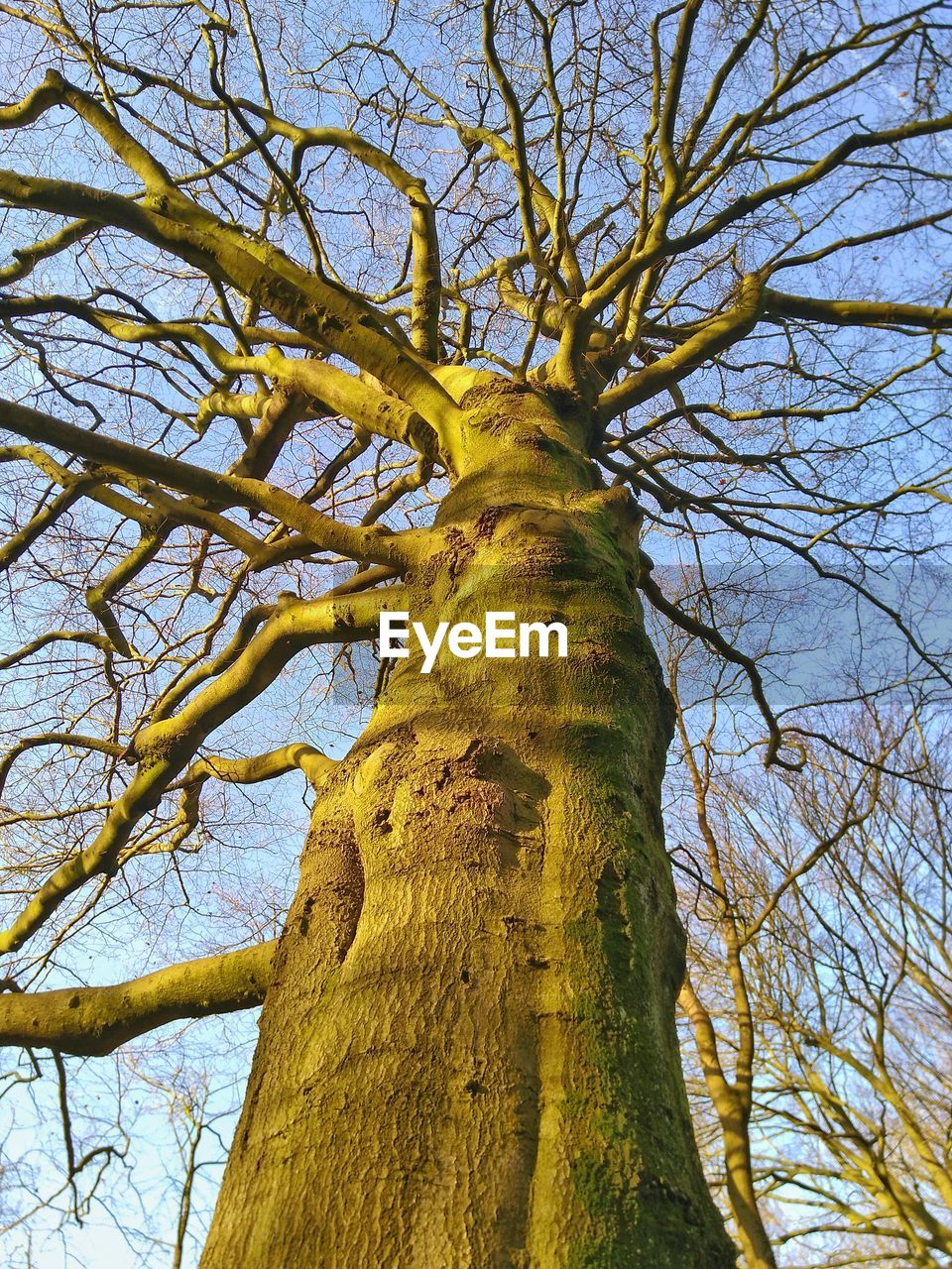 LOW ANGLE VIEW OF BARE TREE IN FOREST AGAINST SKY