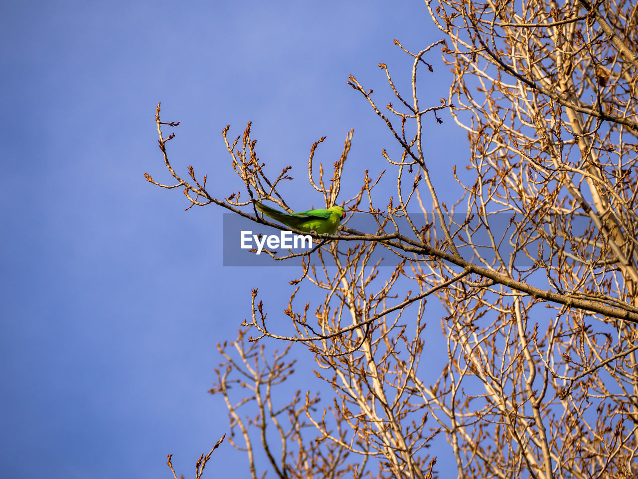 LOW ANGLE VIEW OF PLANT AGAINST SKY