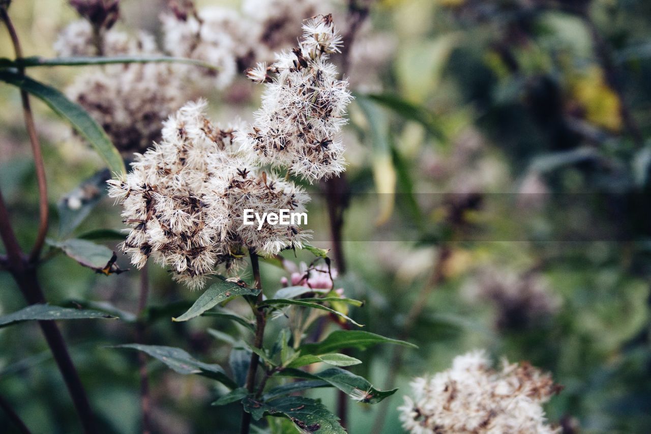 CLOSE-UP OF WILTED FLOWERING PLANT