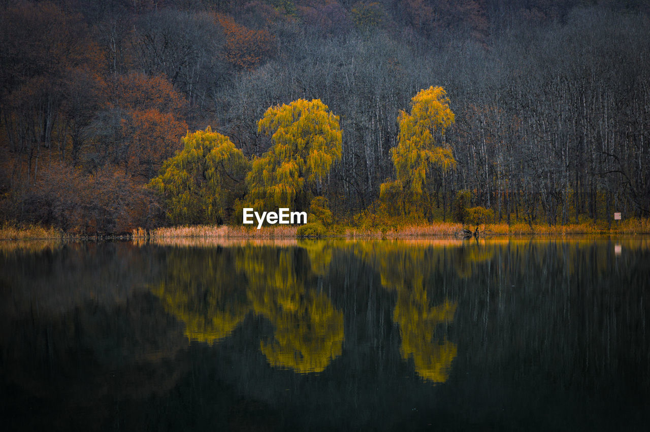 Scenic view of lake in forest