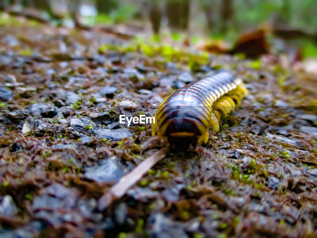 CLOSE-UP OF SNAIL ON LAND