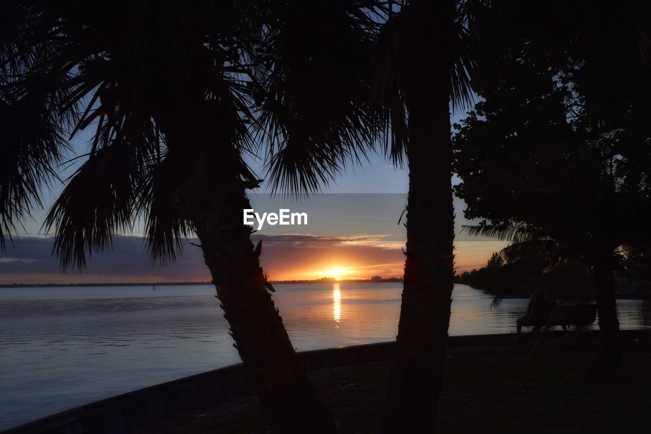 Silhouette trees on beach against sky during sunset