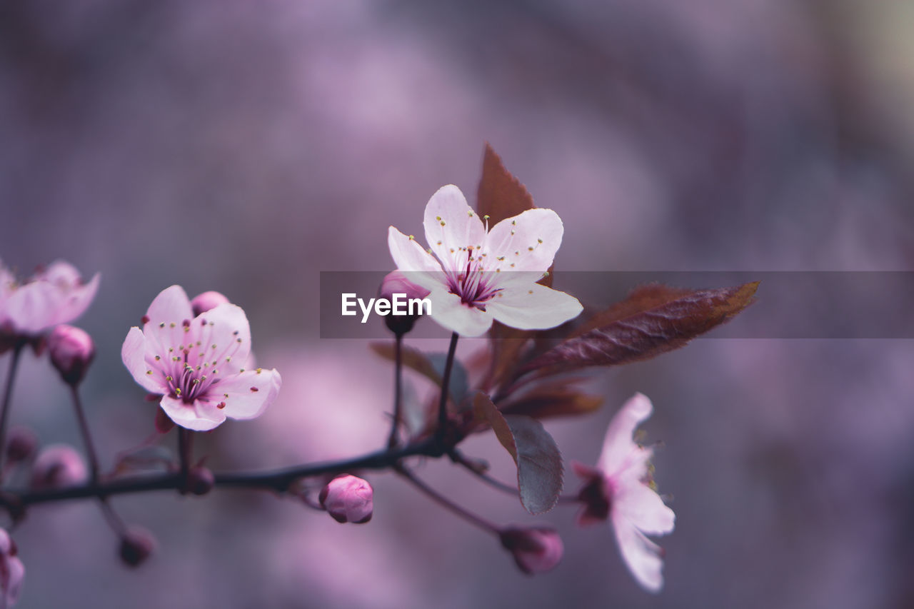 Close-up of pink cherry blossoms