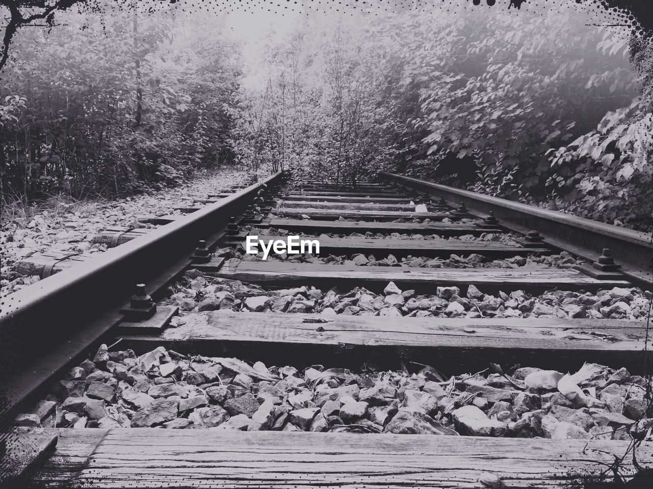 Abandoned railroad track against plants