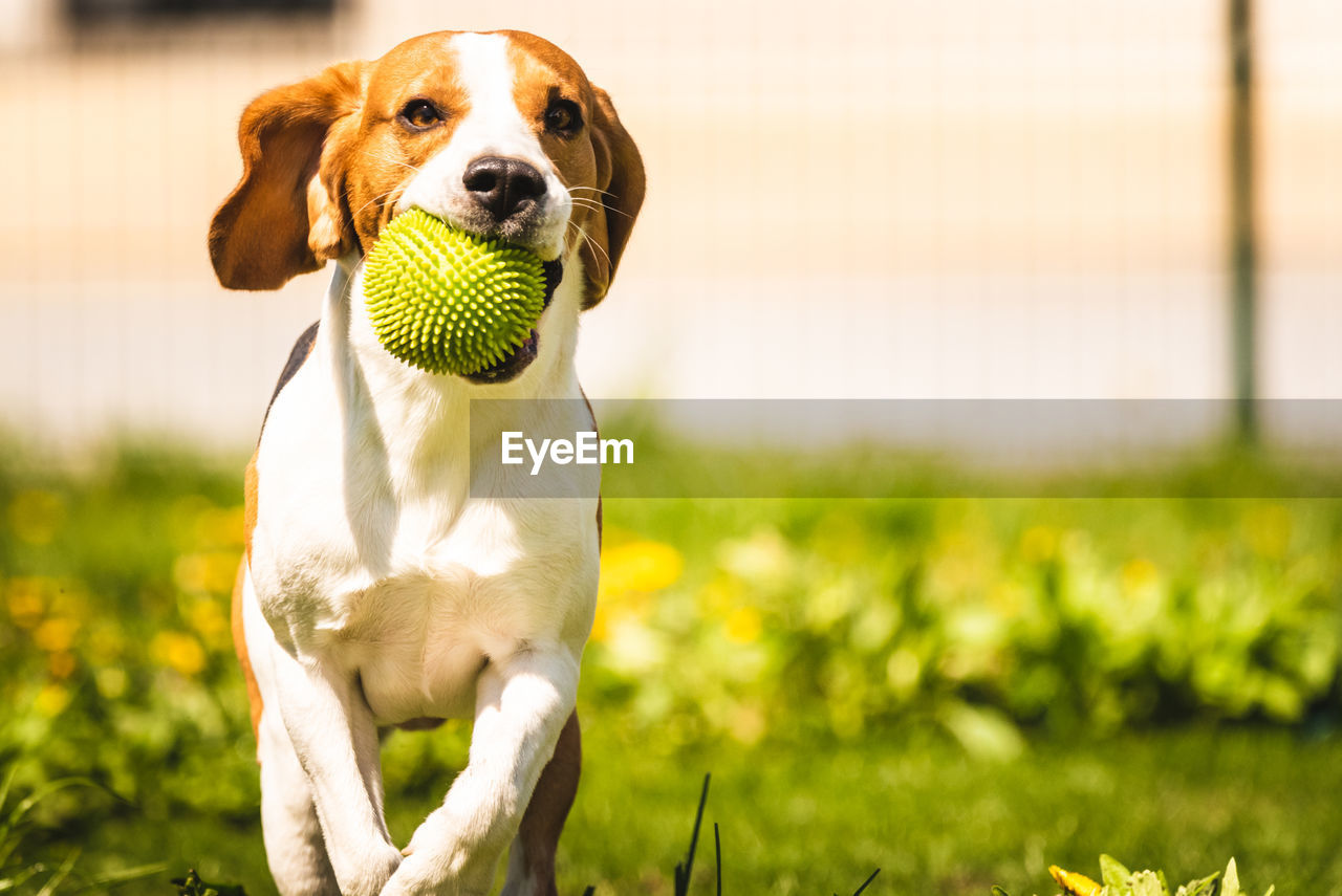PORTRAIT OF DOG WITH BALL ON FIELD