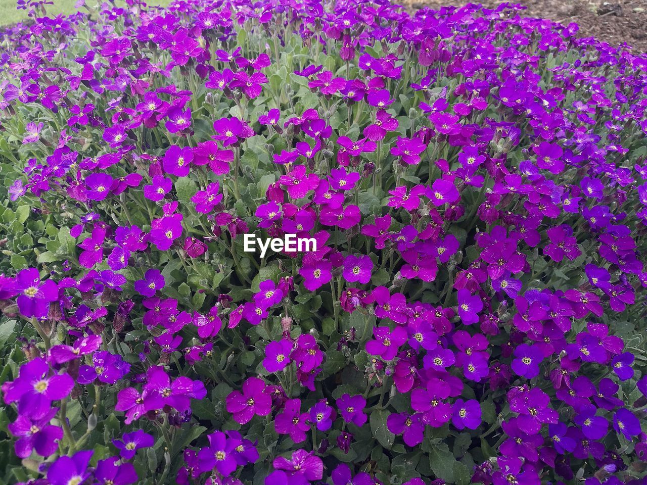 CLOSE-UP OF PINK FLOWERS BLOOMING IN PLANT