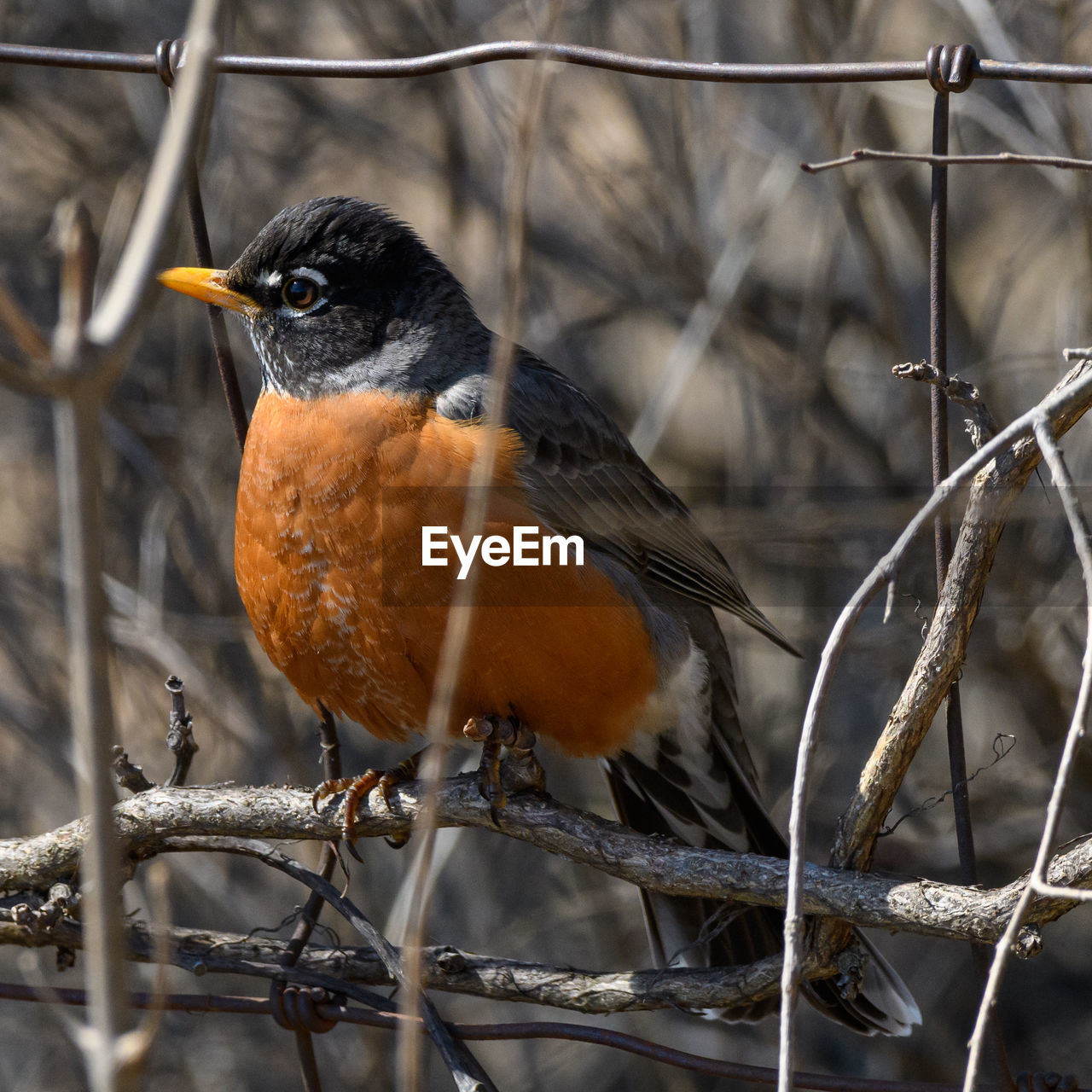 CLOSE-UP OF BIRD PERCHING ON TWIG