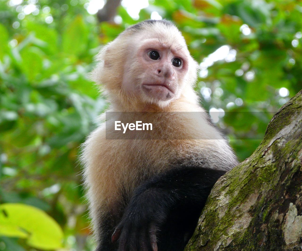 Low angle view of monkey sitting on tree