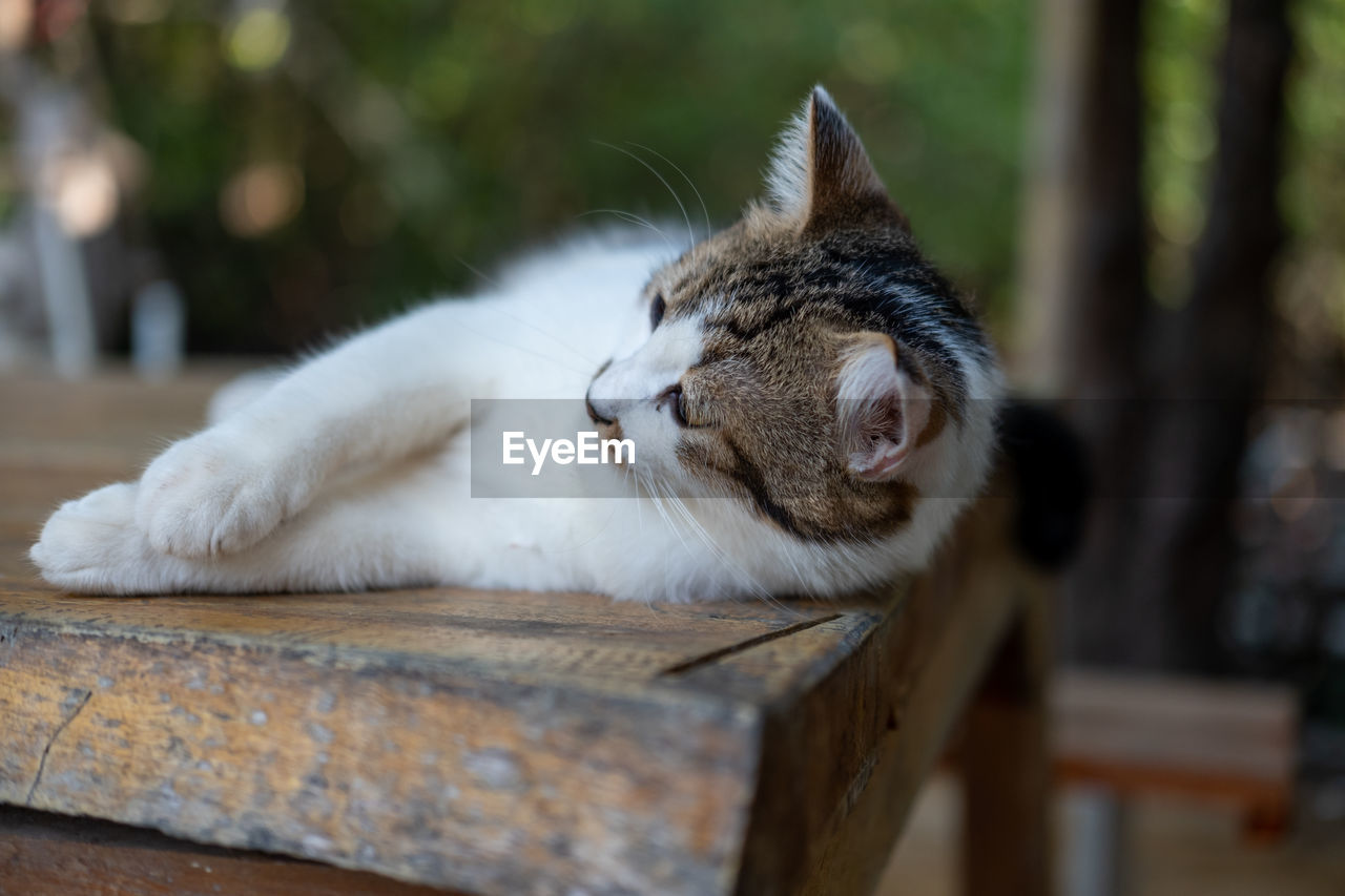animal, animal themes, mammal, pet, one animal, cat, domestic animals, domestic cat, feline, relaxation, felidae, whiskers, small to medium-sized cats, focus on foreground, no people, sleeping, wood, animal body part, resting, lying down, eyes closed, seat