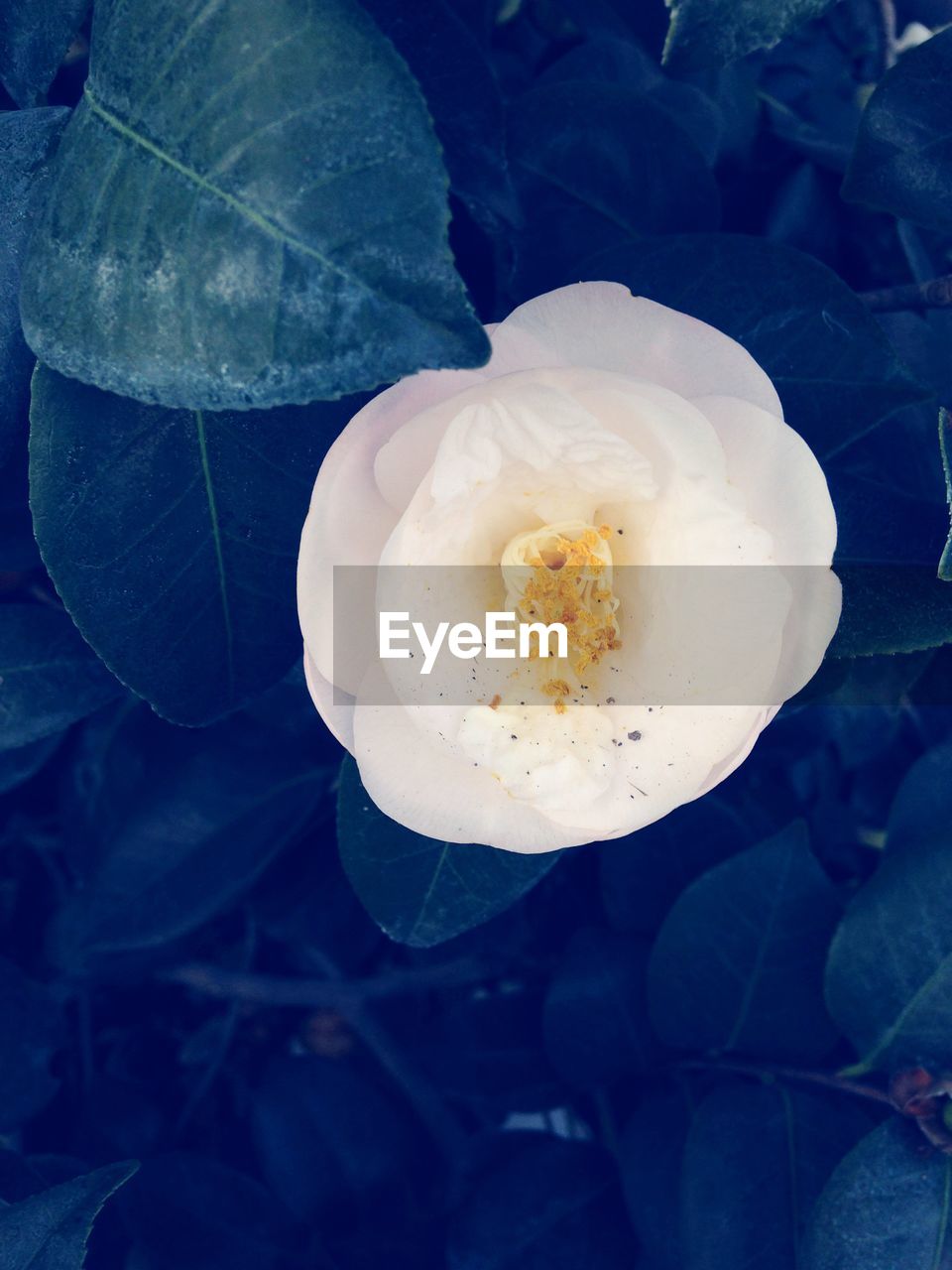 CLOSE-UP OF FLOWER GROWING OUTDOORS