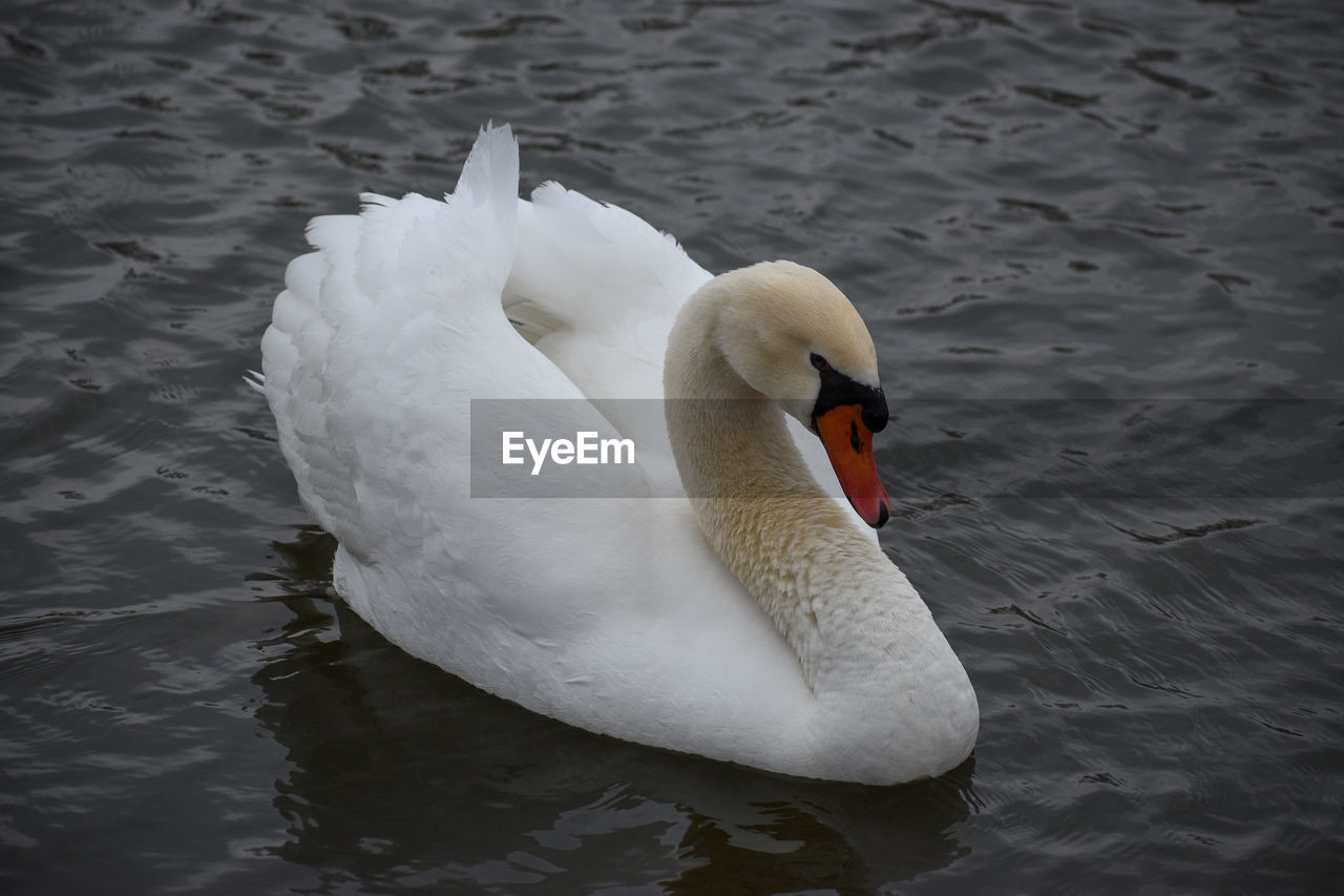 HIGH ANGLE VIEW OF SWAN FLOATING IN LAKE