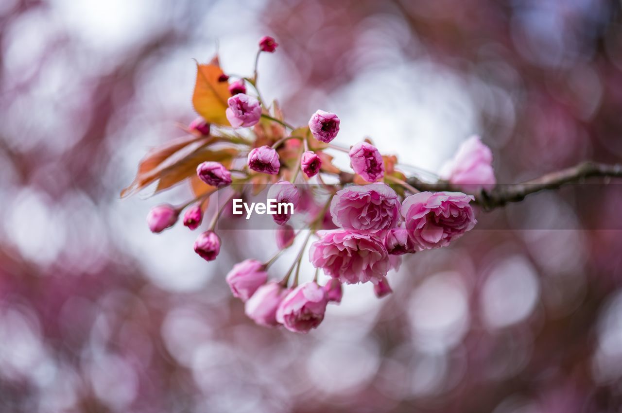 Close-up of pink flowers on branch