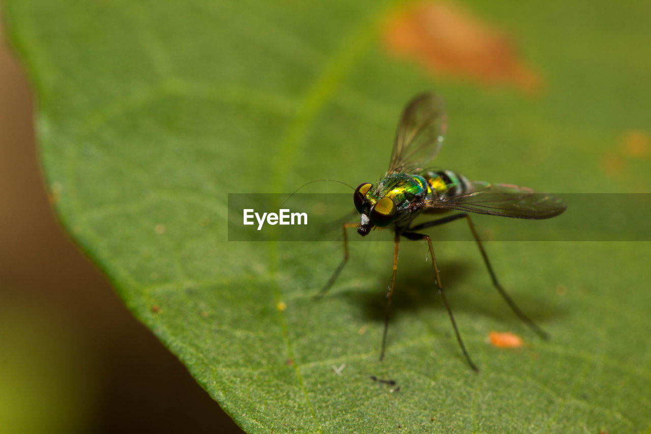 INSECT ON LEAF