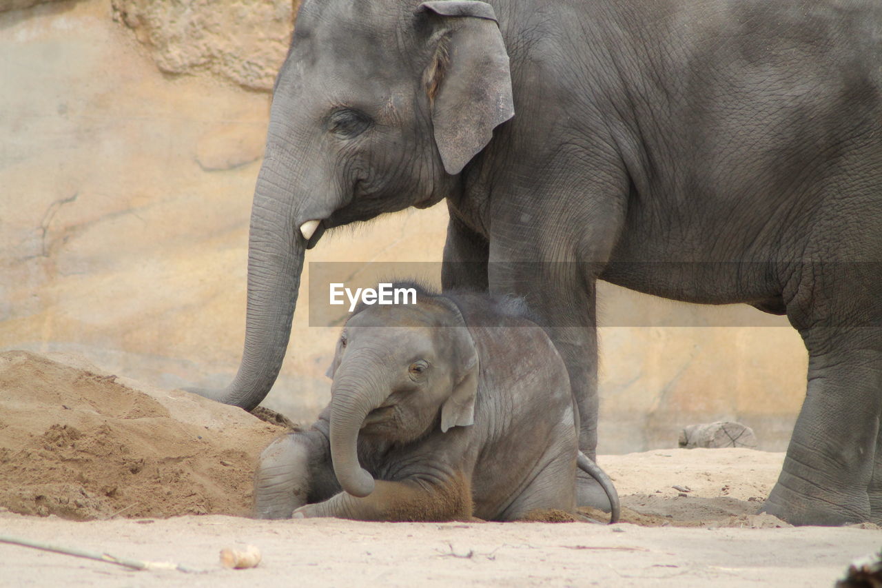 VIEW OF ELEPHANT IN THE ZOO