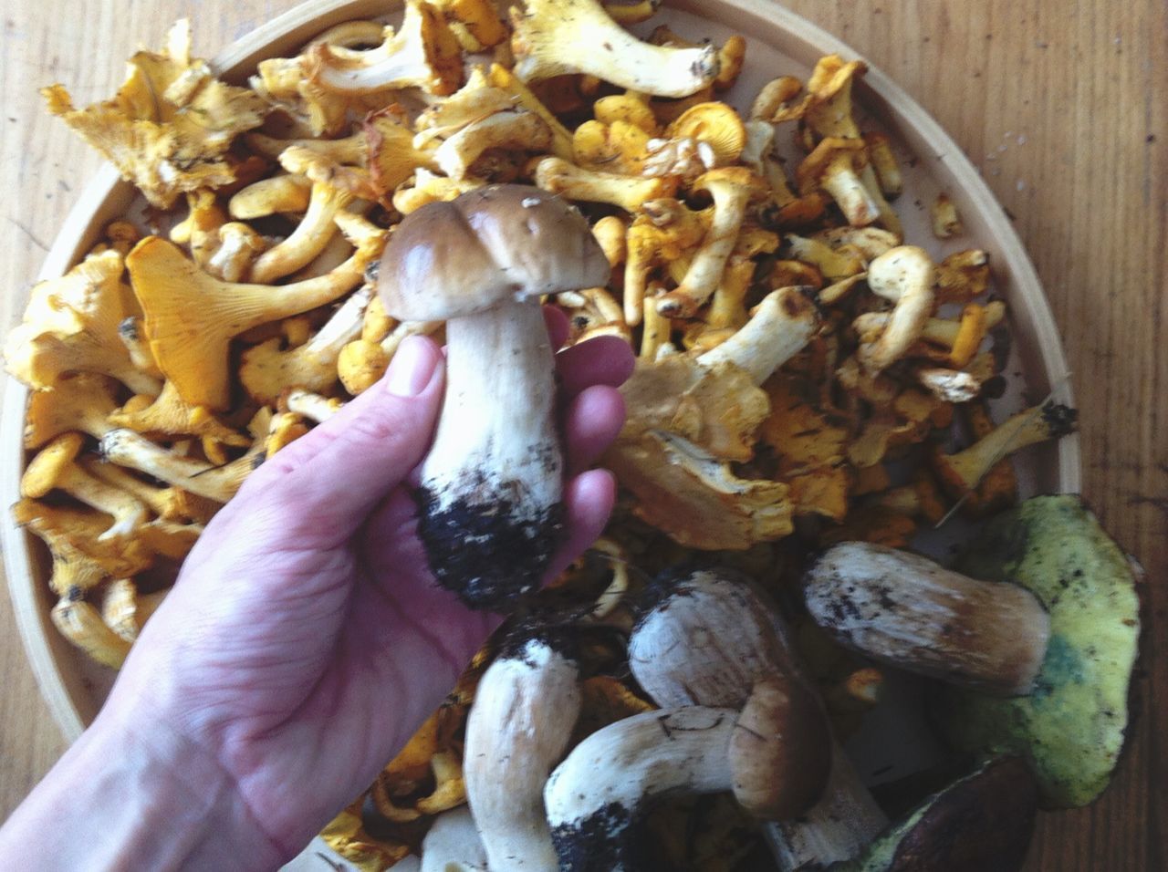 CLOSE-UP OF HAND HOLDING MUSHROOMS IN CONTAINER