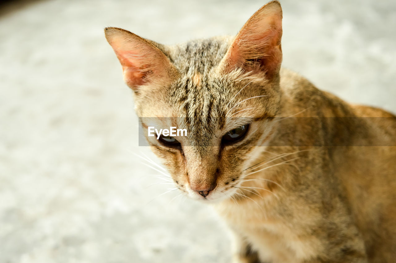 Close-up portrait of cat sitting outdoors