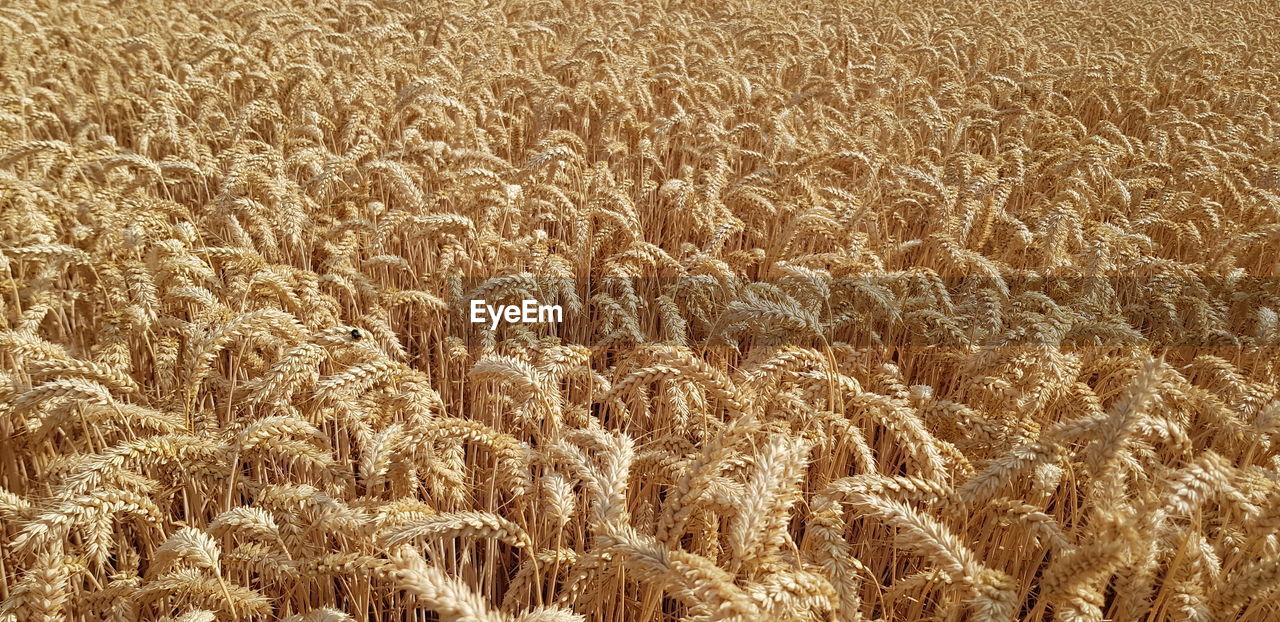 agriculture, food, crop, field, land, growth, rural scene, landscape, cereal plant, plant, food grain, farm, wheat, nature, backgrounds, no people, beauty in nature, emmer, full frame, tranquility, day, rye, cereal, environment, barley, scenics - nature, outdoors, triticale, tranquil scene, abundance, sunlight, high angle view