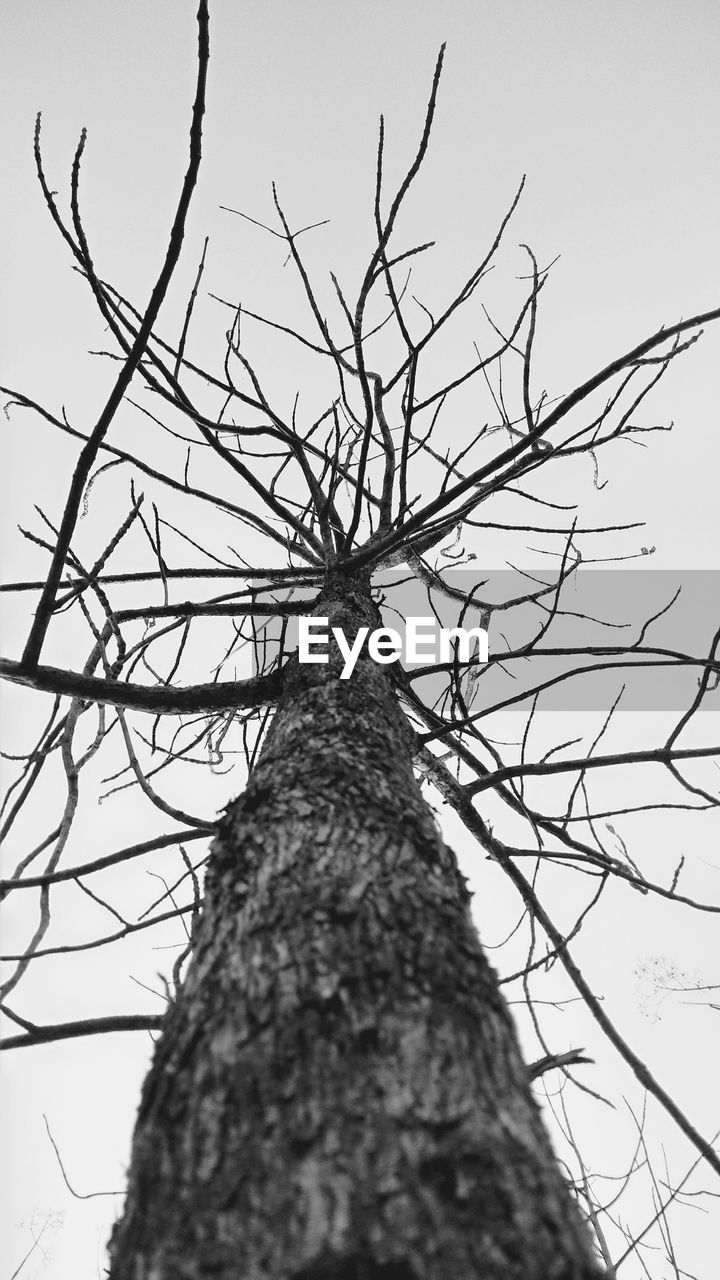 LOW ANGLE VIEW OF TREE AGAINST SKY