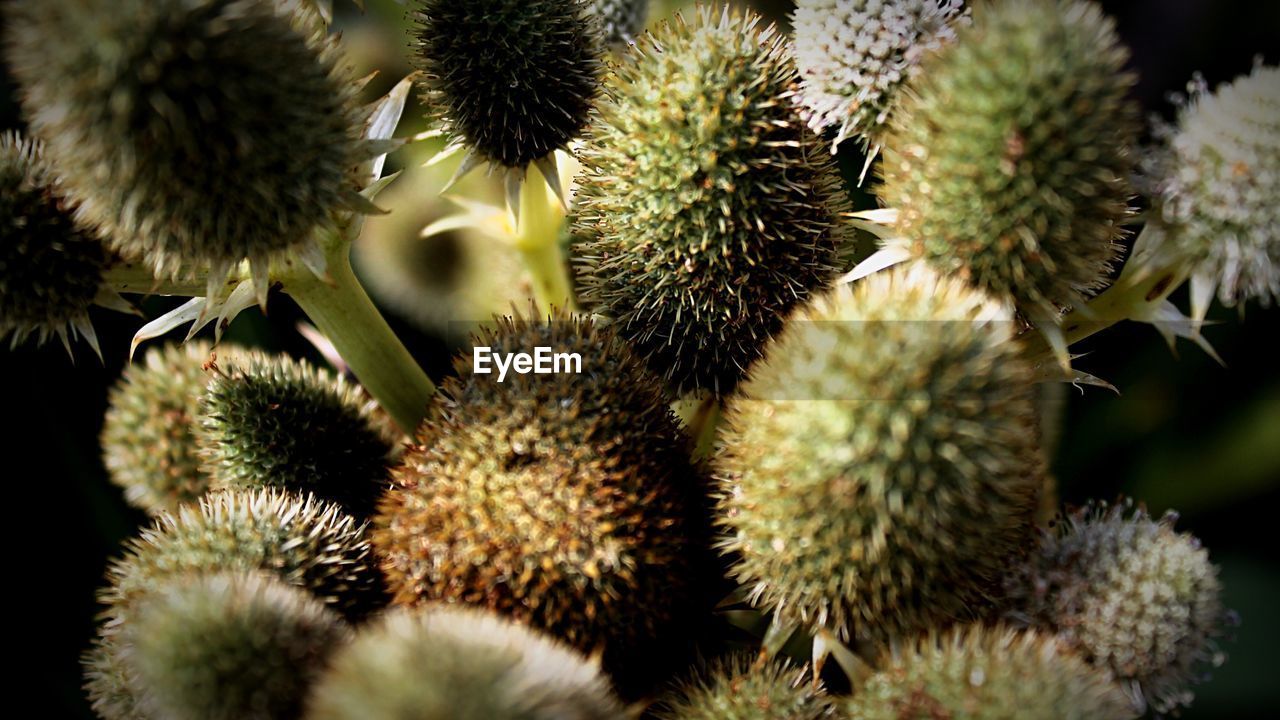 FULL FRAME SHOT OF SUCCULENT PLANTS