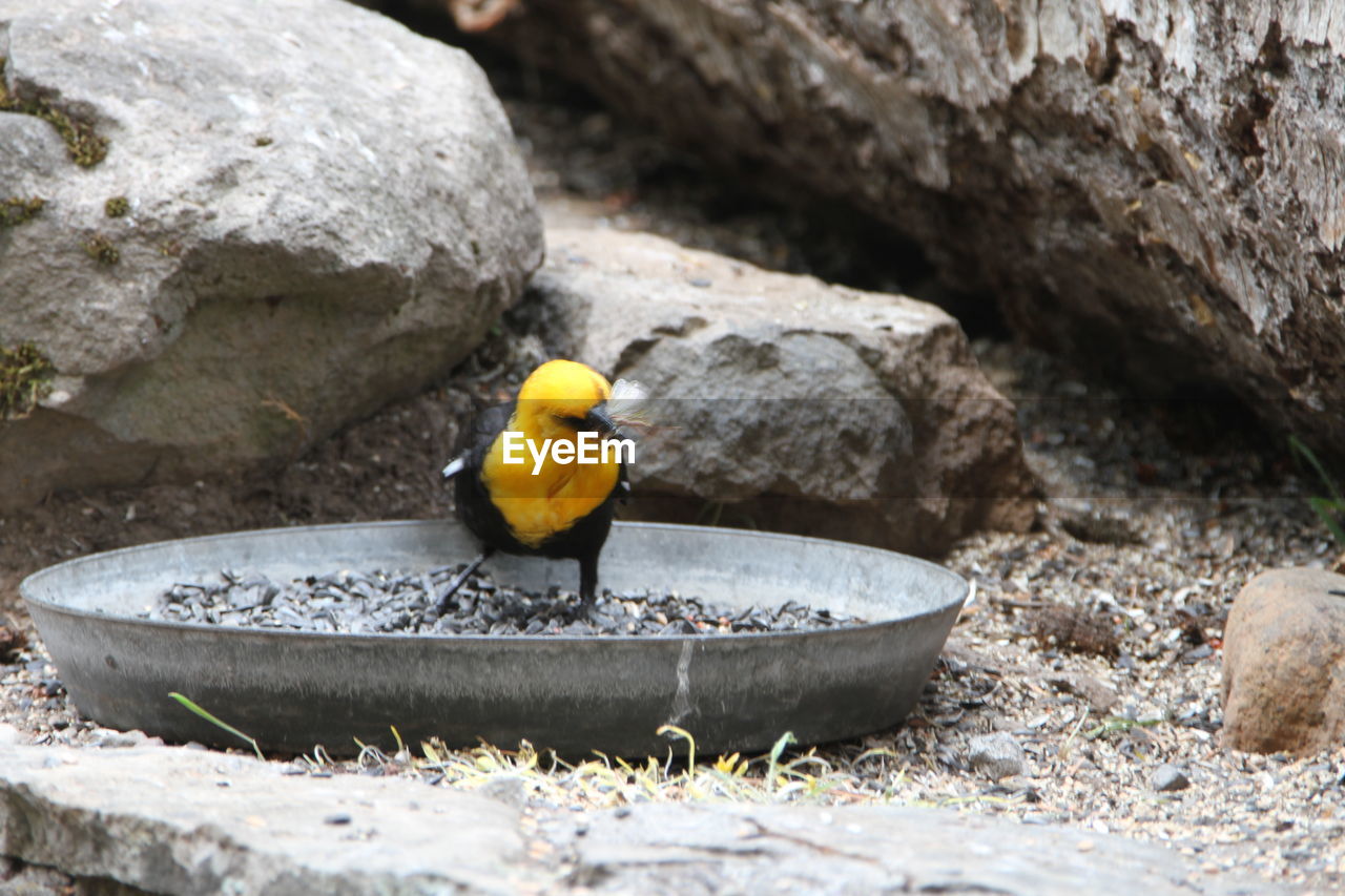 bird, animal themes, animal, animal wildlife, wildlife, nature, rock, one animal, no people, yellow, outdoors, day, water