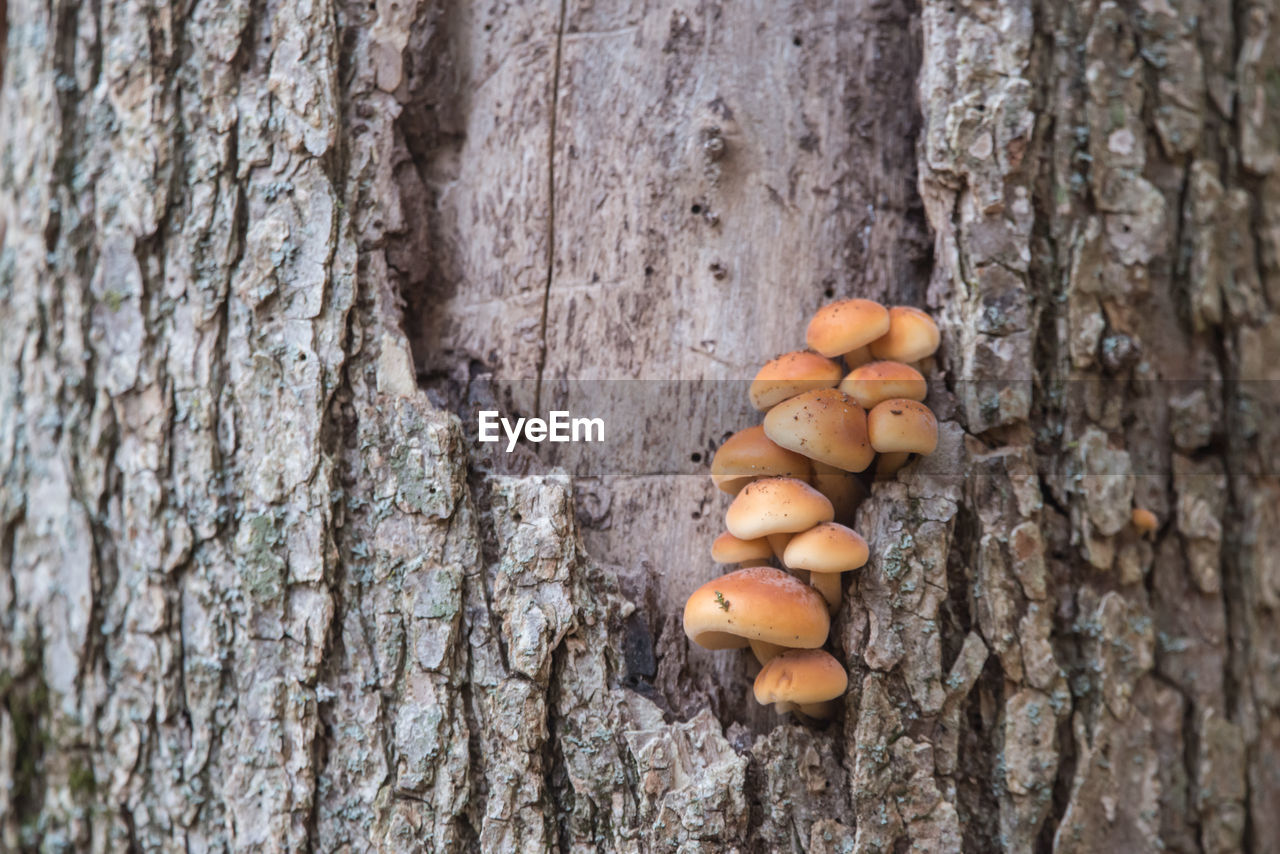 tree, tree trunk, trunk, food, wood, plant, food and drink, branch, textured, no people, nature, close-up, plant bark, growth, day, fungus, brown, leaf, mushroom, vegetable, nut, nut - food, outdoors, freshness, focus on foreground, autumn, healthy eating, rough, soil, wellbeing, land, woodland