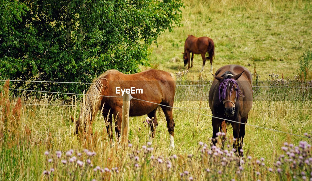 COWS STANDING ON FIELD