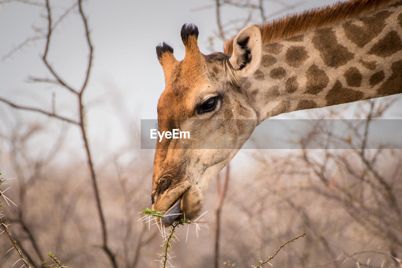 Close-up of a giraffe feeding on plant in namibia