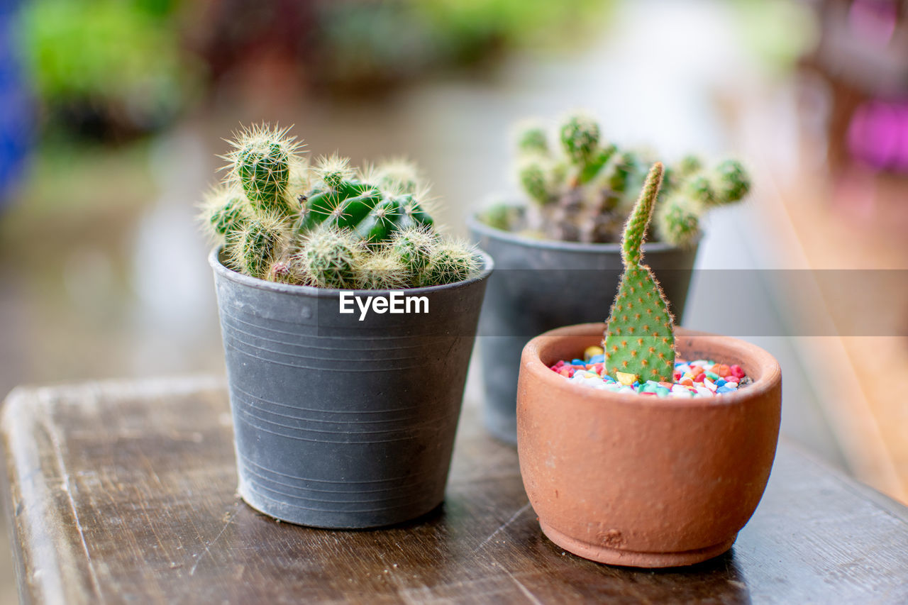 plant, potted plant, cactus, growth, food and drink, nature, succulent plant, wood, no people, food, flowerpot, green, flower, focus on foreground, close-up, freshness, table, outdoors, day, beauty in nature, herb, houseplant