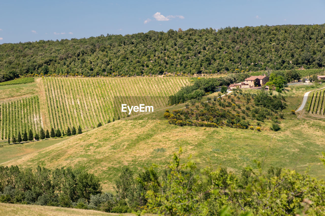 Panorama of view green and yellow fields of asciano area at harvest time, siena province, tuscany