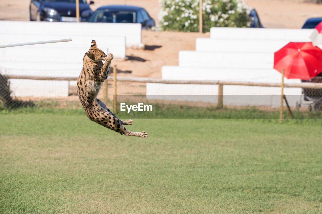 Lynx jumping over field