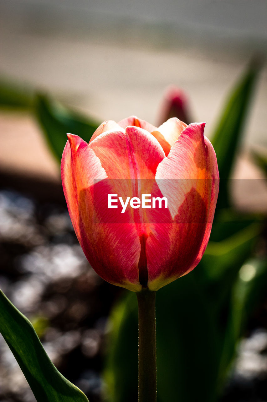 CLOSE-UP OF RED TULIPS