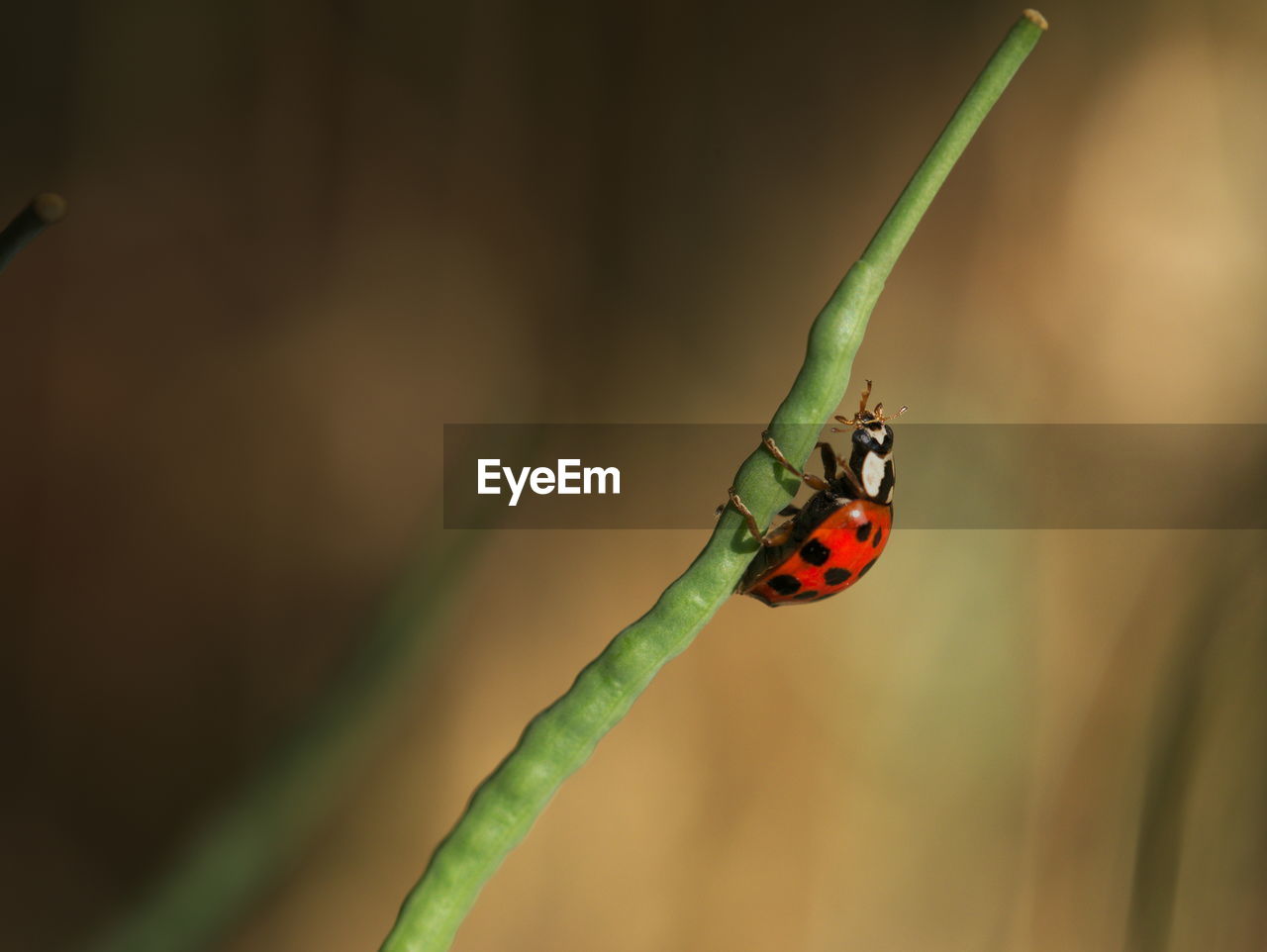 Close-up of ladybug on plant