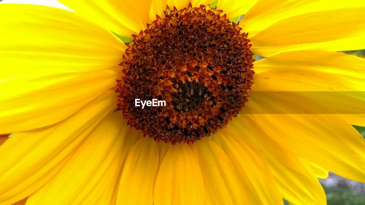 CLOSE-UP OF SUNFLOWER IN BLOOM