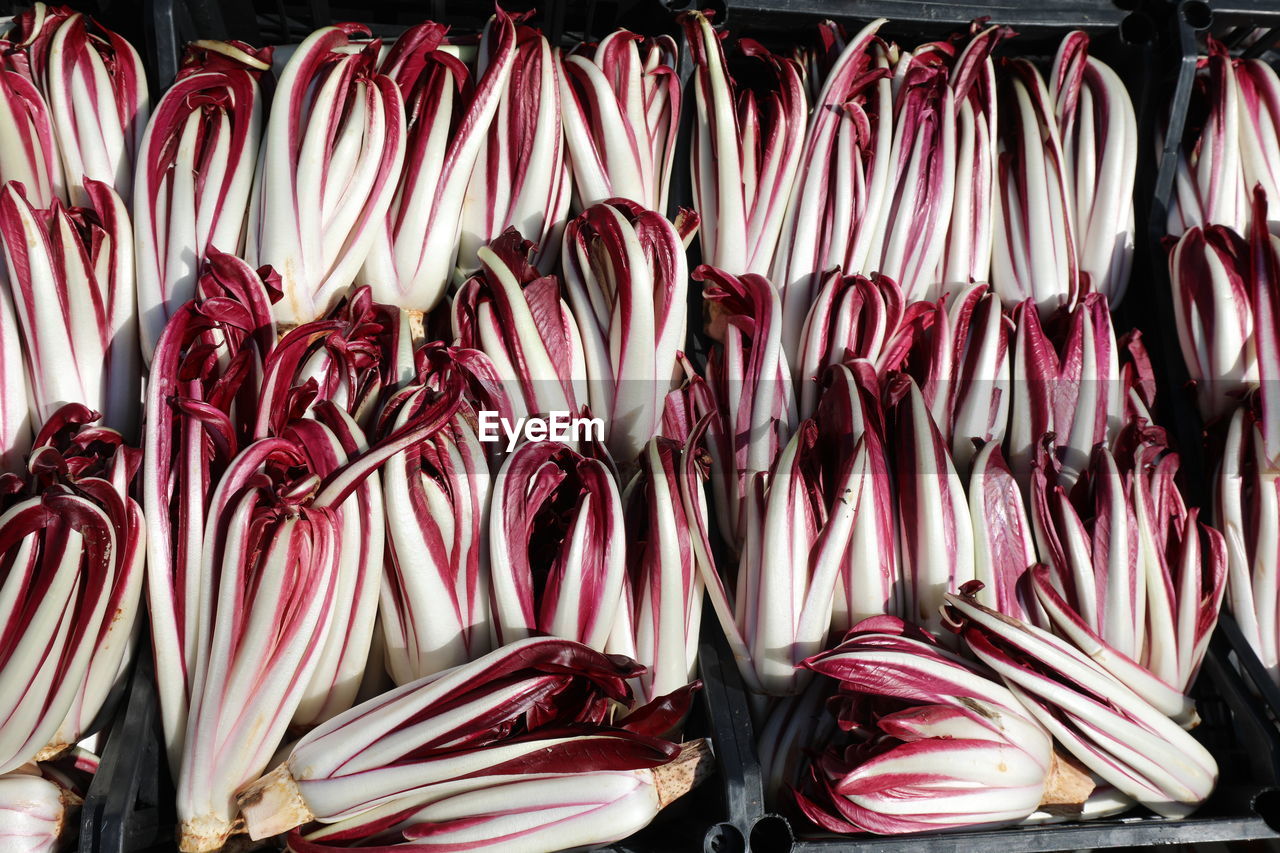 Red chicory called radicchio tardivo in italian language for sale at market