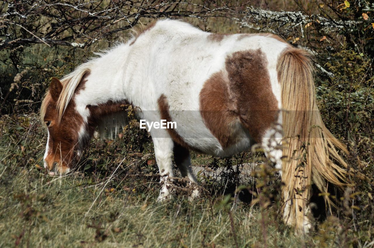 CLOSE-UP OF BROWN HORSE ON FIELD