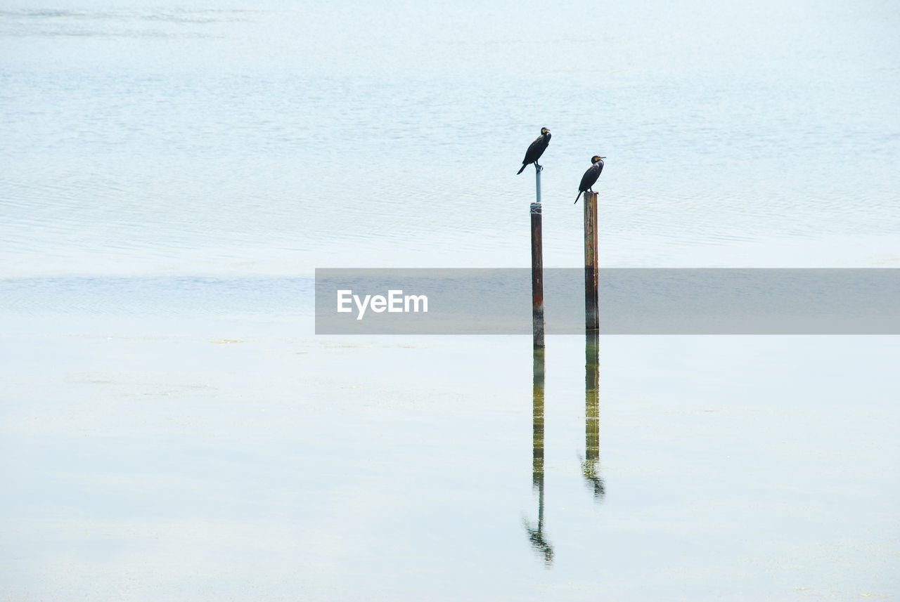 BIRD PERCHING ON WOODEN POST