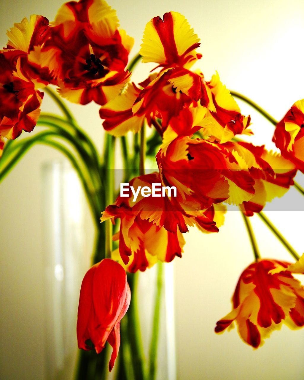 Close-up of vase over white background