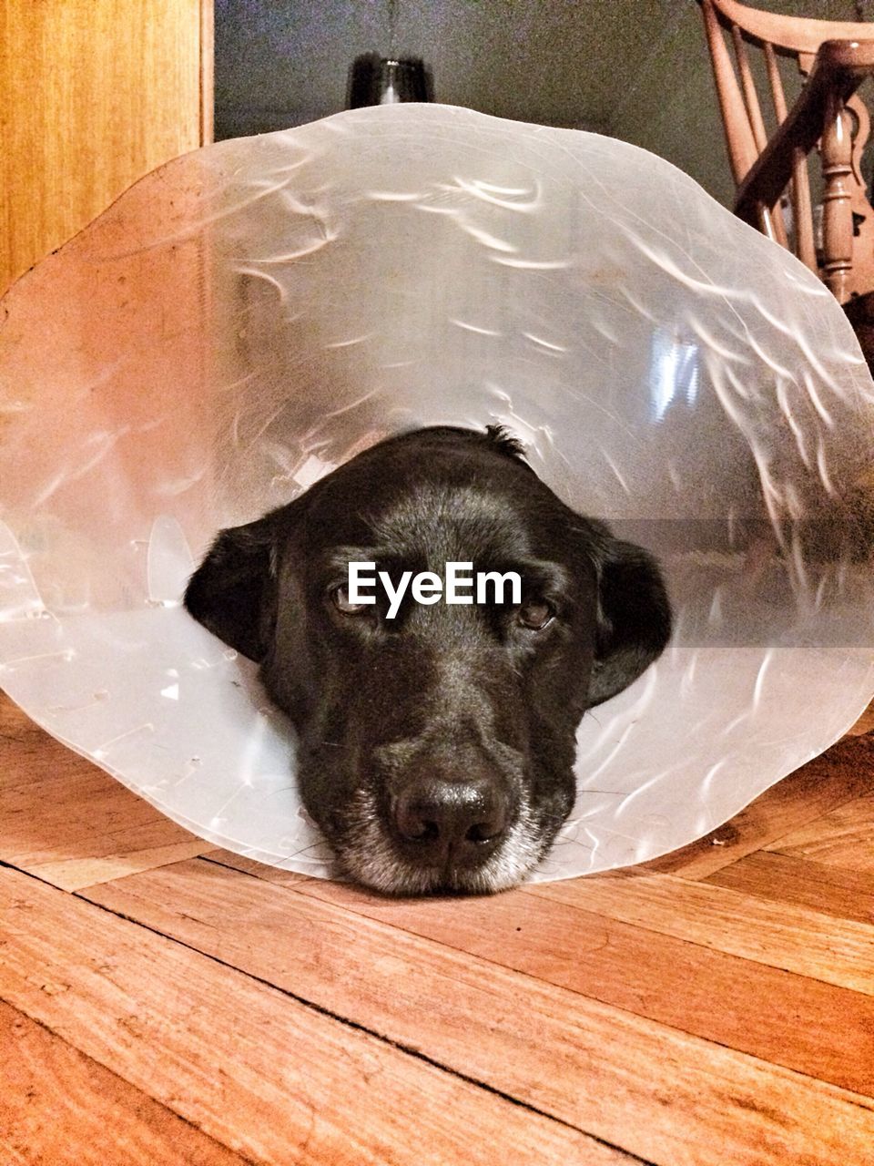 Portrait of dog wearing protective collar at home