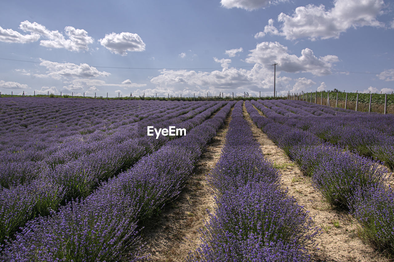 View of lavender field against cloudy sky