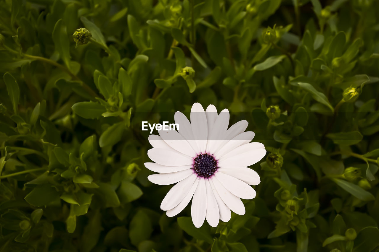 Close-up of white flower