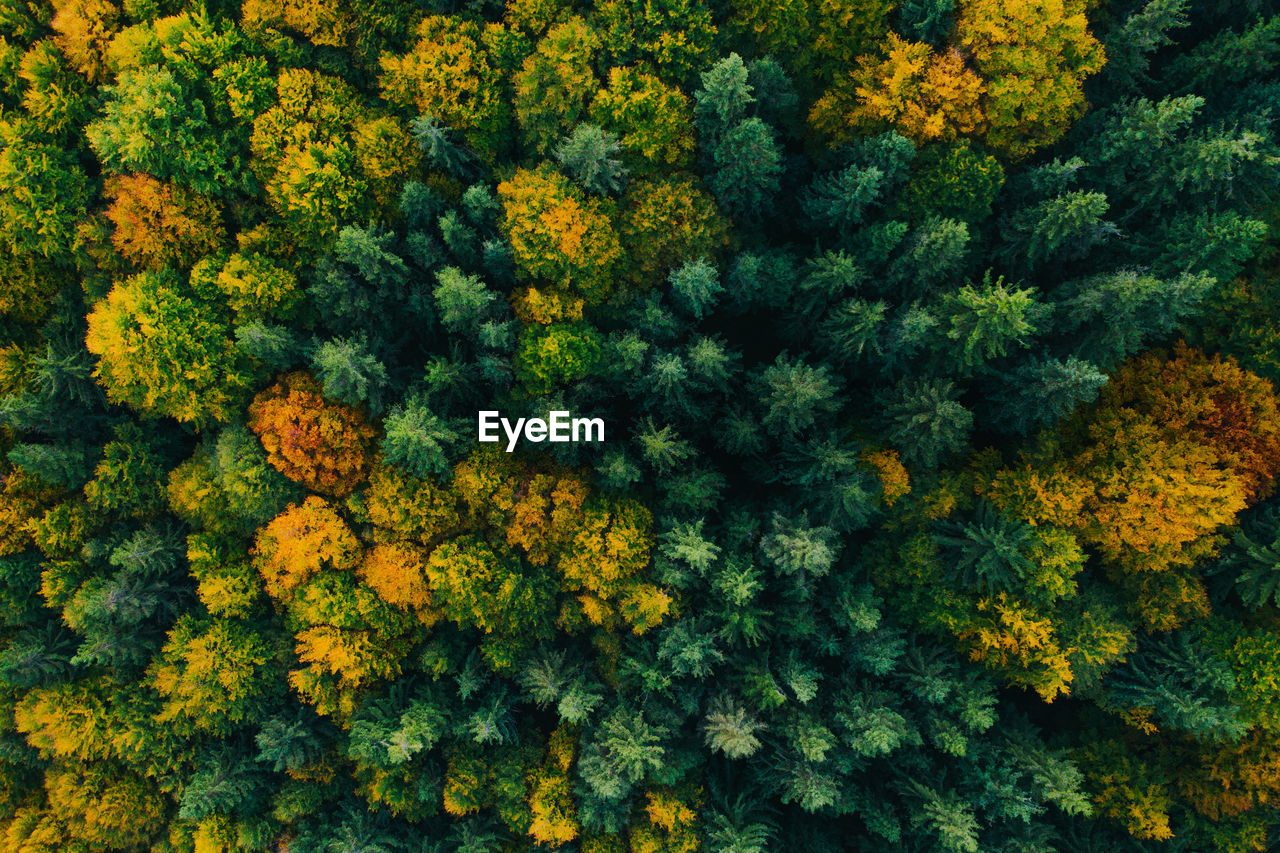 High angle view of yellow flowering plants