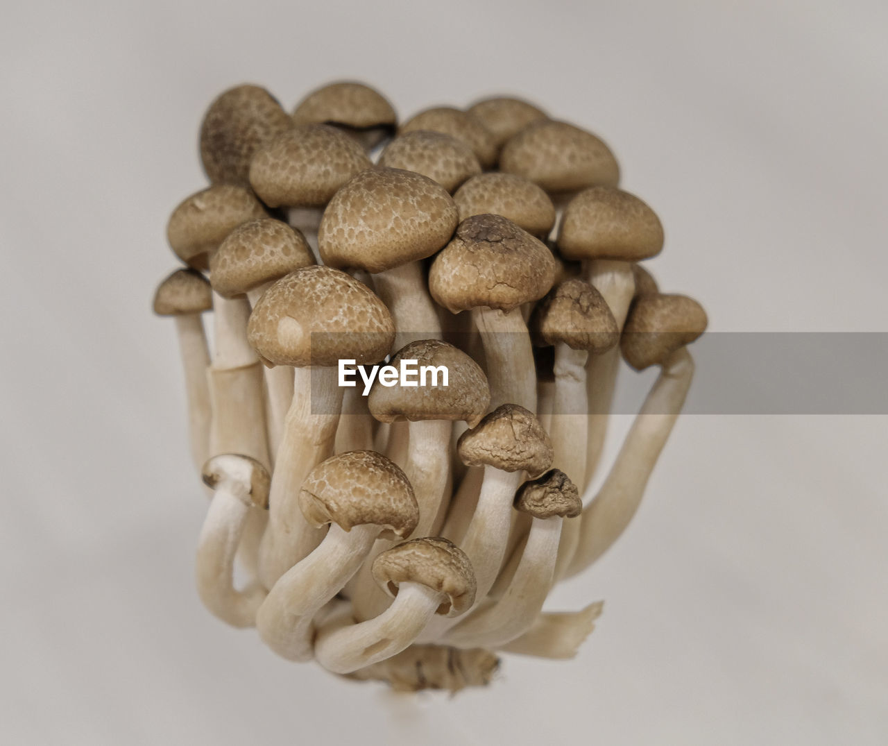 Close-up of mushrooms against white background