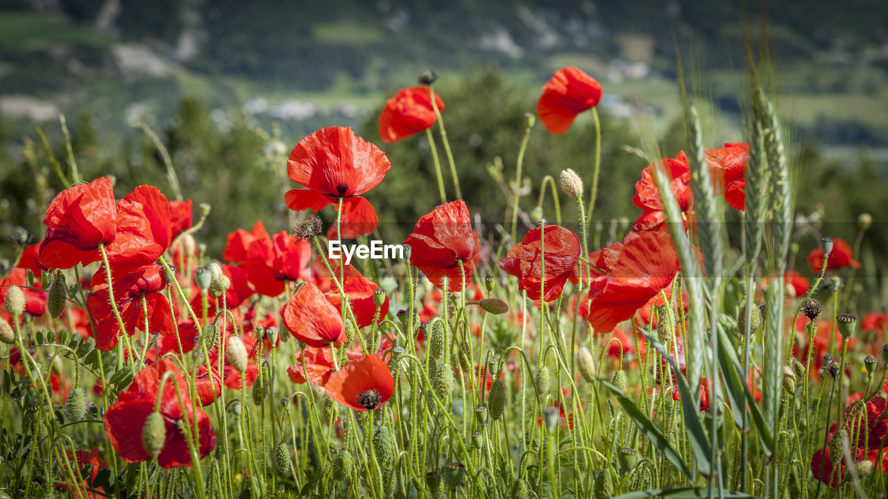 CLOSE-UP OF RED POPPY FLOWERS