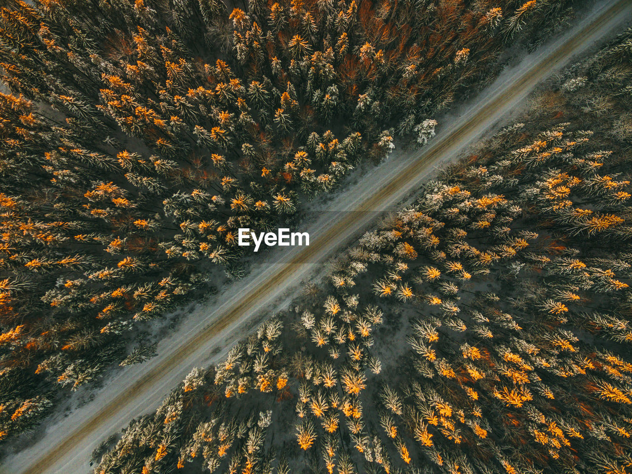 Aerial view of road amidst trees