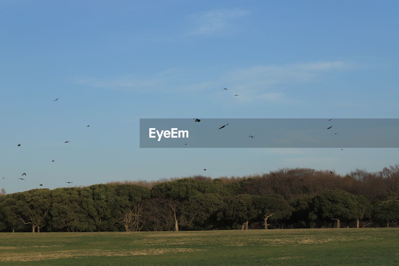 FLOCK OF BIRDS FLYING OVER TREES ON LAND