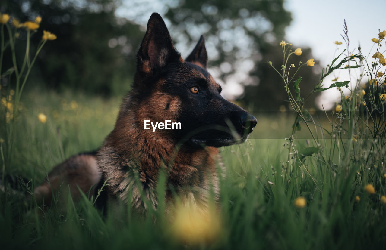 Dog looking away on field