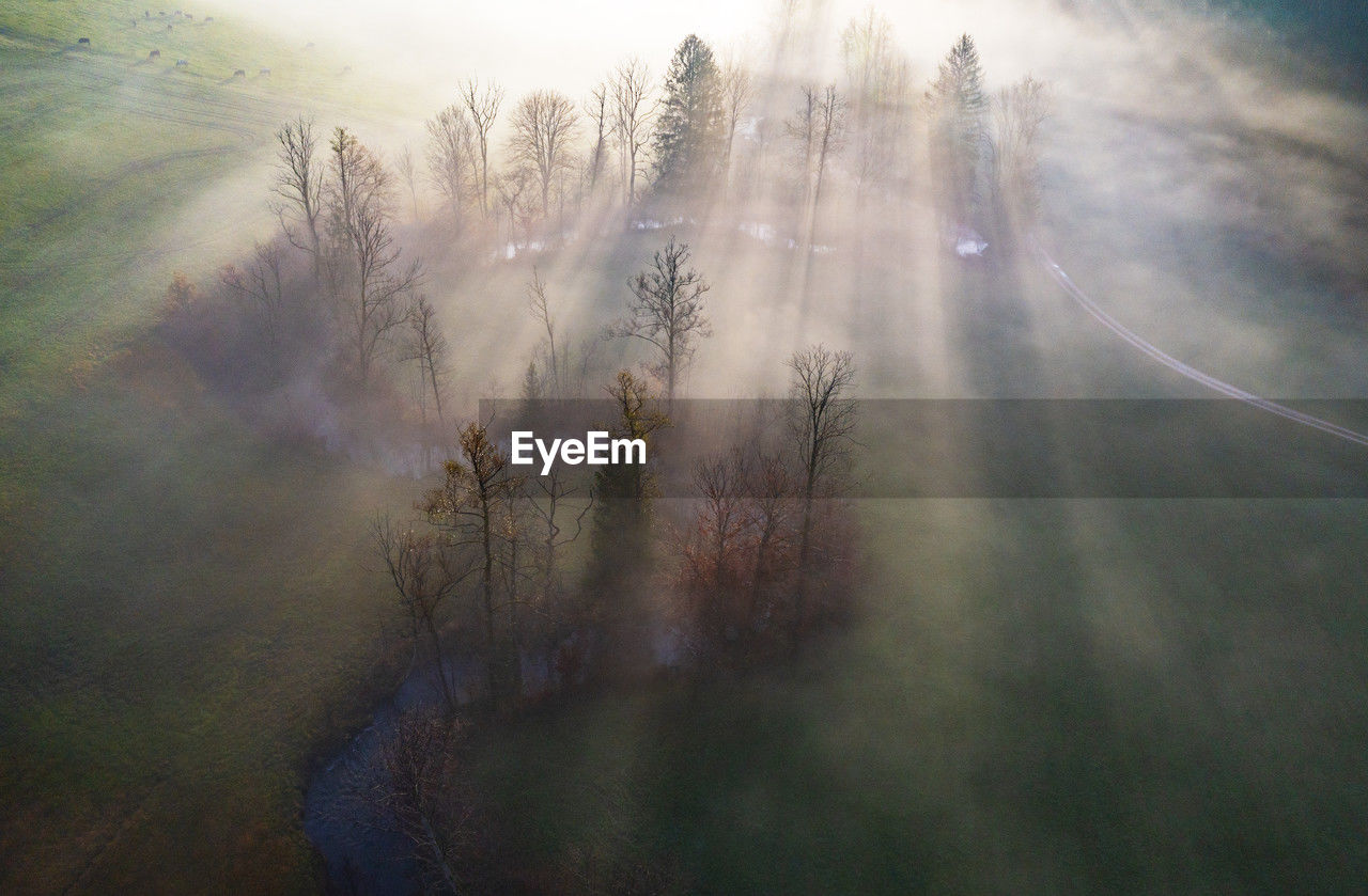 Austria, upper austria, drone view of grove of autumn trees at foggy dawn