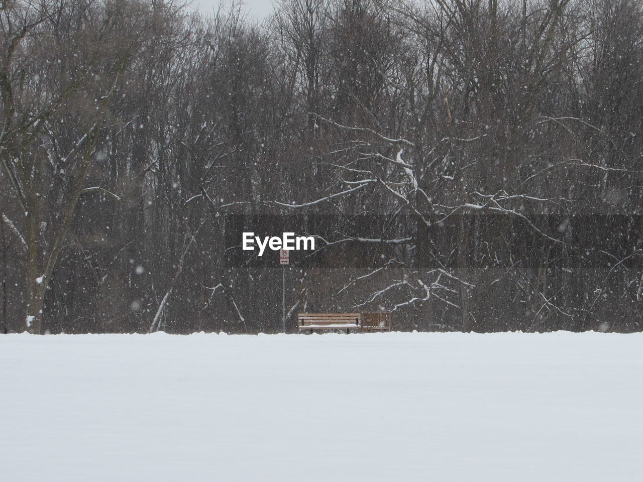 BARE TREES IN SNOW