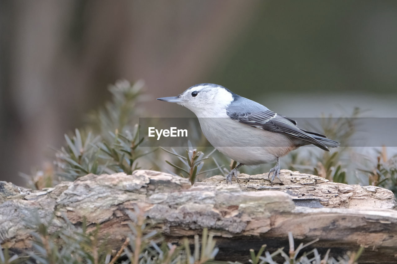 White-breasted nuthatch