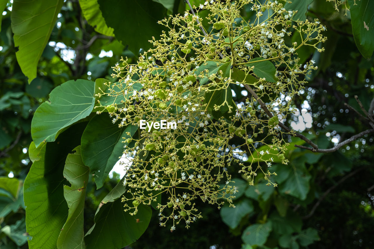 LOW ANGLE VIEW OF FRESH GREEN LEAVES ON TREE